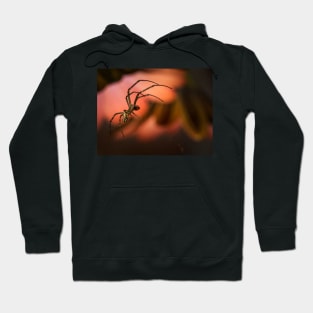 On The Prowl Hoodie